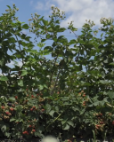 Danna primocane fruiting blackberry
