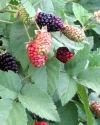 Karaka Black berries