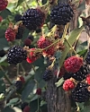 Relevant blackberry bush